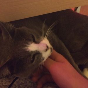 Meet your Posher, Avery